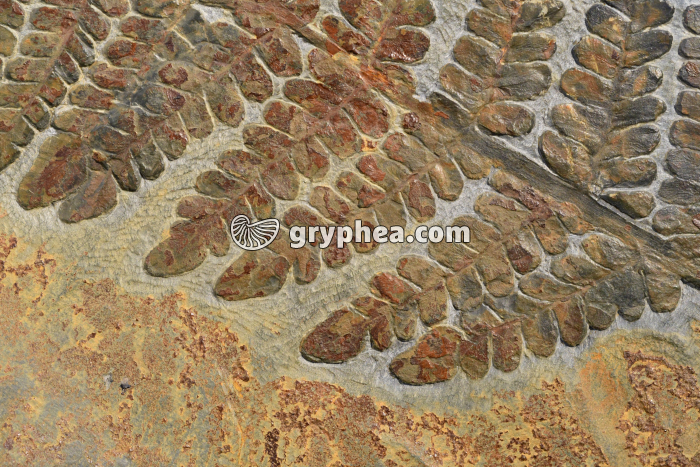 Fougère fossile - détail de la fronde - gryphea.org